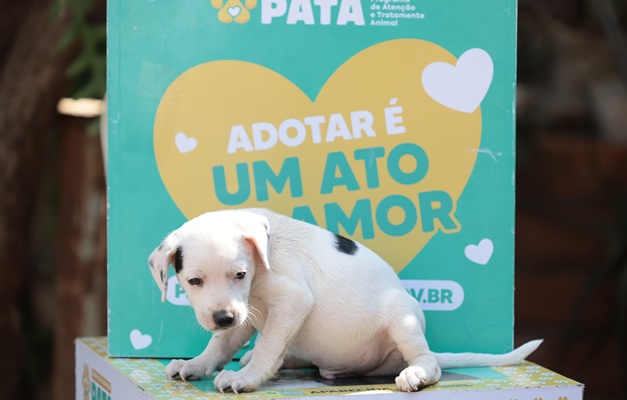 Prefeitura de Aparecida realiza feira de adoção neste sábado (27)