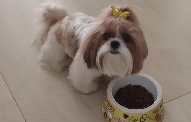 Prefeitura de Goiânia distribui ração a protetores de animais