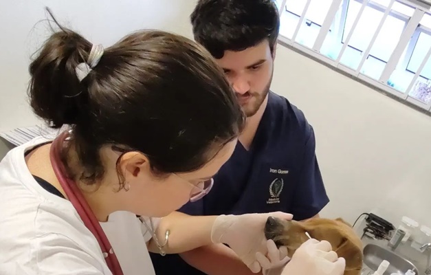 Prefeitura de Goiânia duplica número de castrações de cães e gatos