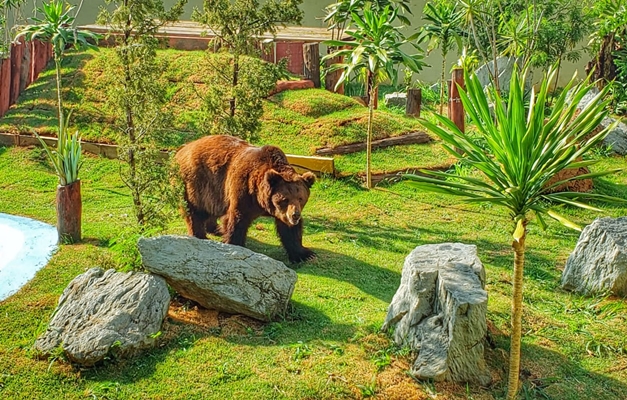 Prefeitura de Goiânia exibe nova morada do urso Robinho; veja imagens