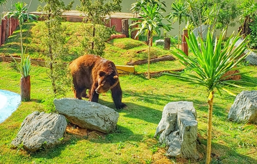 Prefeitura de Goiânia ganha liminar que suspende transferência de urso