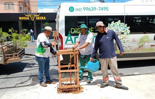 Prefeitura de Goiânia inicia plantio de 137 mudas de árvores no Centro