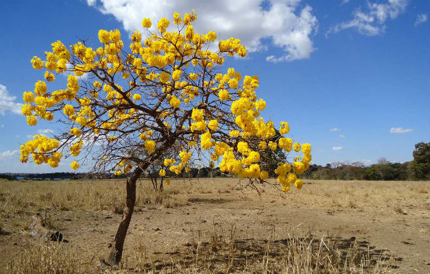 Prefeitura de Goiânia lança programação pela Semana do Cerrado