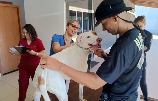 Prefeitura de Goiânia realiza atendimento veterinário em cães resgatados