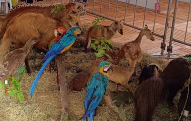 Prefeitura de Goiânia realiza exposição de animais empalhados 
