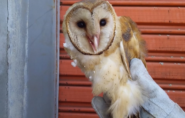 Prefeitura de Goiânia resgatou 137 animais silvestres em residências em 2024
