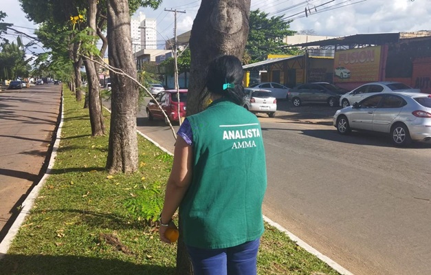 Prefeitura de Goiânia vai retirar 61 jamelões de avenida na Cidade Jardim 