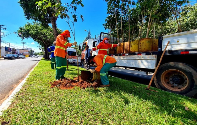 Prefeitura planta 3 mil mudas para substituir jamelões em Goiânia