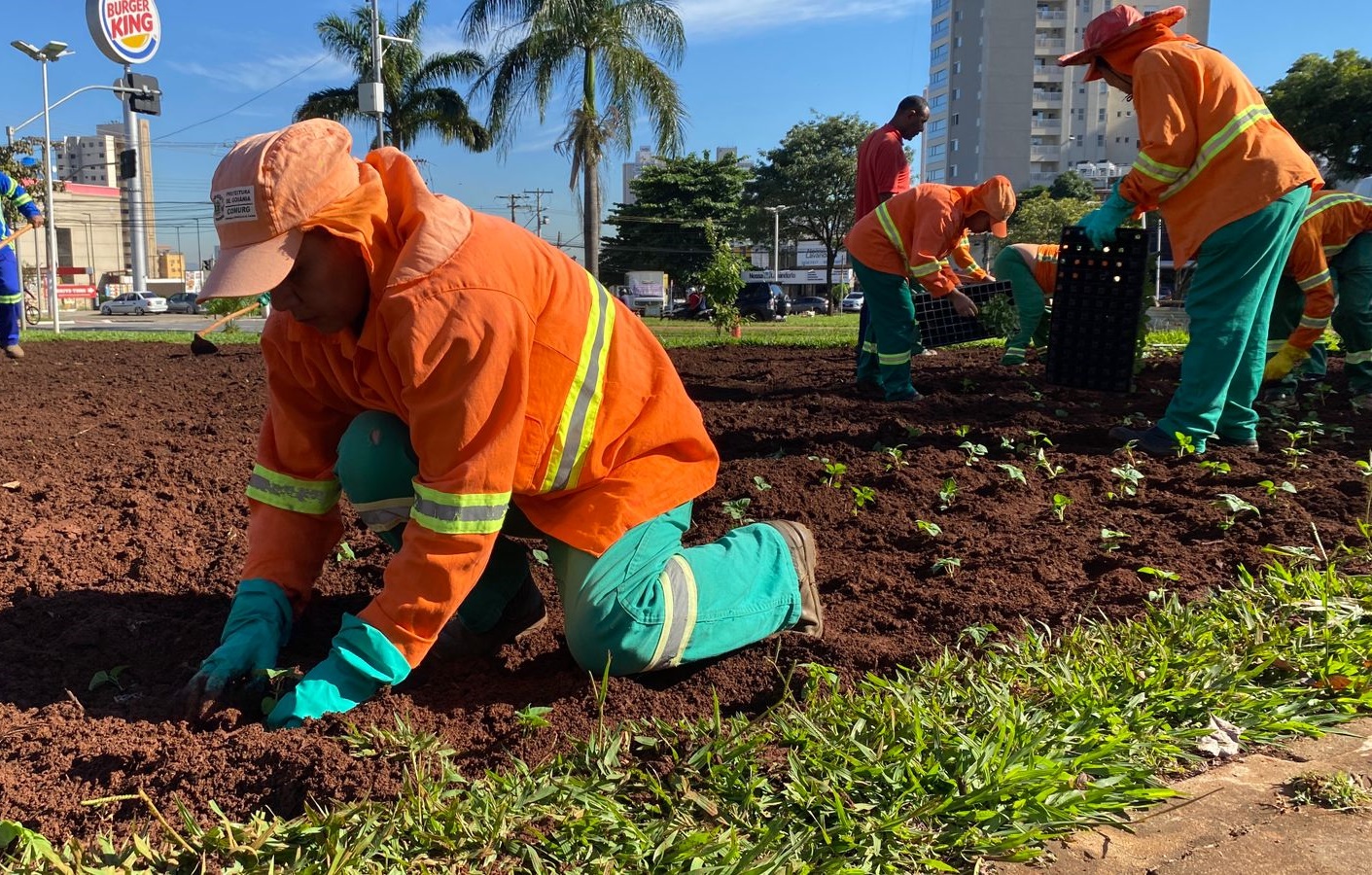 Prefeitura planta 55 mil mudas de flores em duas praças de Goiânia