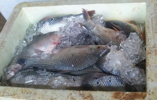 PRF-GO apreende 50 quilos de peixe provenientes da pesca predatória