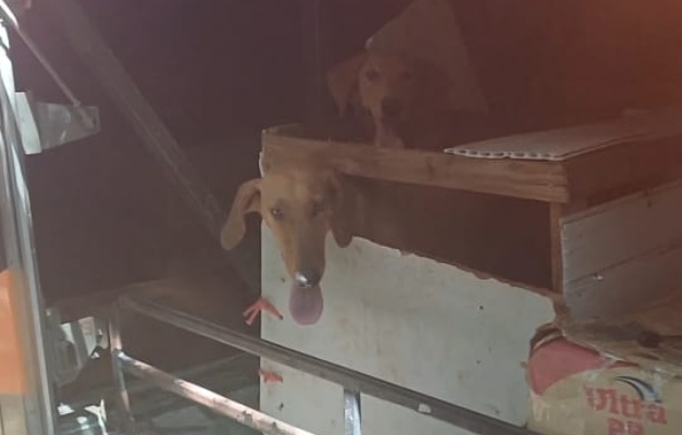 PRF resgata cachorros transportados no bagageiro de ônibus em Porangatu