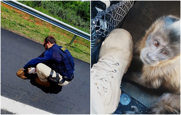 PRF resgata macaco-prego atropelado na BR-050, em Cumari 