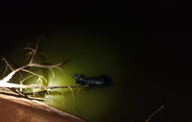 PRF salva cachorro de afogamento em represa em Jataí