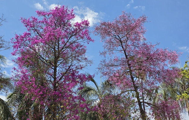 Primavera traz cor e flores às árvores e embeleza o Centro de Goiânia