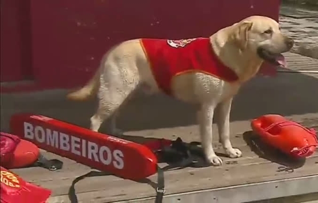 Primeiro cão salva-vidas do Brasil começa a atuar em Santa Catarina