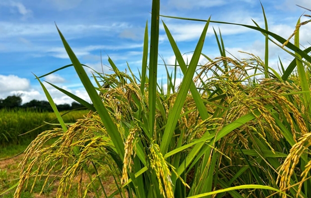 Produção de arroz em Goiás cresce 17,7% em relação a 2023