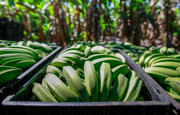 Produção de banana deve crescer 13,9% em Goiás