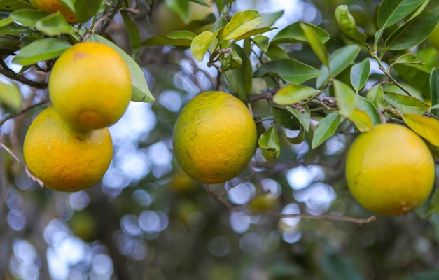 Produção de laranja deve crescer 1,9% em Goiás