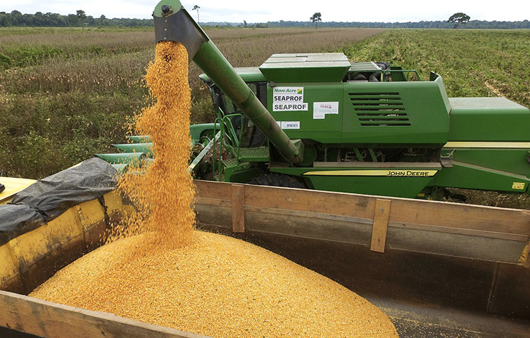 Produção goiana de milho em 2019 é a maior da história
