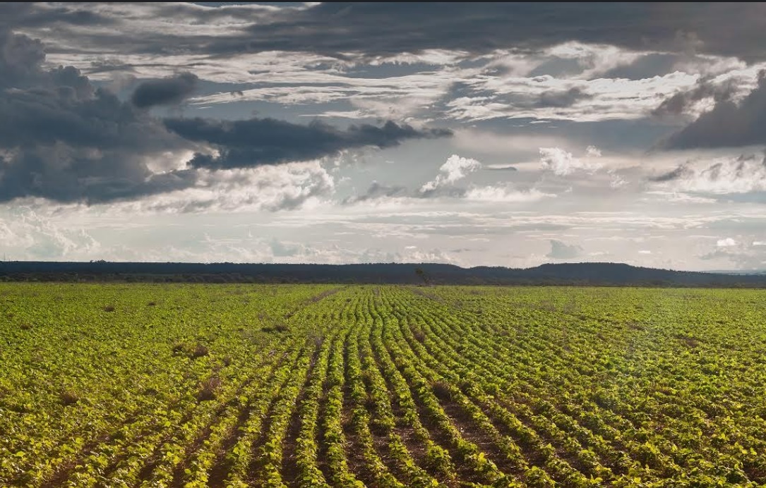 Produtor rural tem até 2 de janeiro para semear soja em Goiás