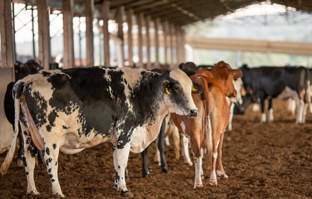 Programa de Melhoramento Genético Bovino está aberto a produtores de leite