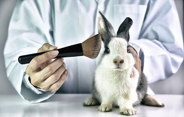 Projeto de Lei proíbe testes de produtos cosméticos em animais em Goiás