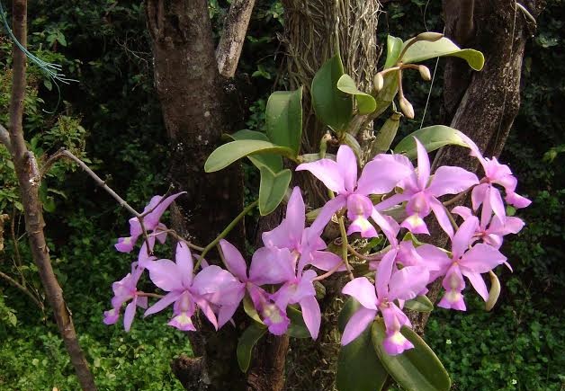 Bosque dos Buritis mais florido com doações ao Orquidário Orlando Arruda