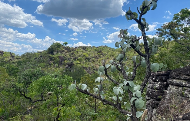 Projeto pioneiro da Semad avalia risco de extinção da flora goiana