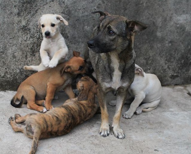 Protetores de animais cobram políticas públicas de castração em Goiânia