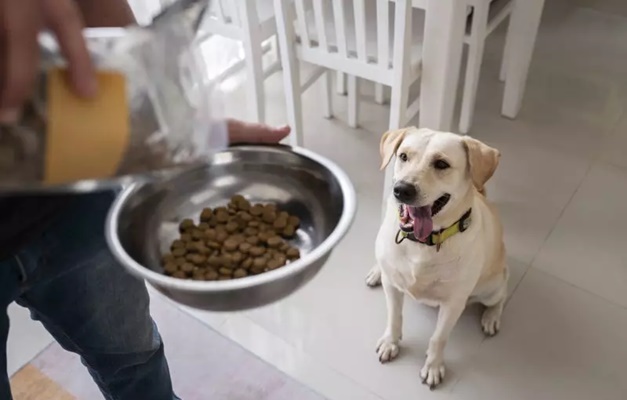Protetores de animais em Goiânia podem receber ração para cães de graça