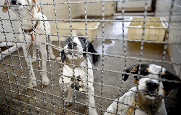 Publicada lei que proíbe sacrifício de cães e gatos pelas zoonoses