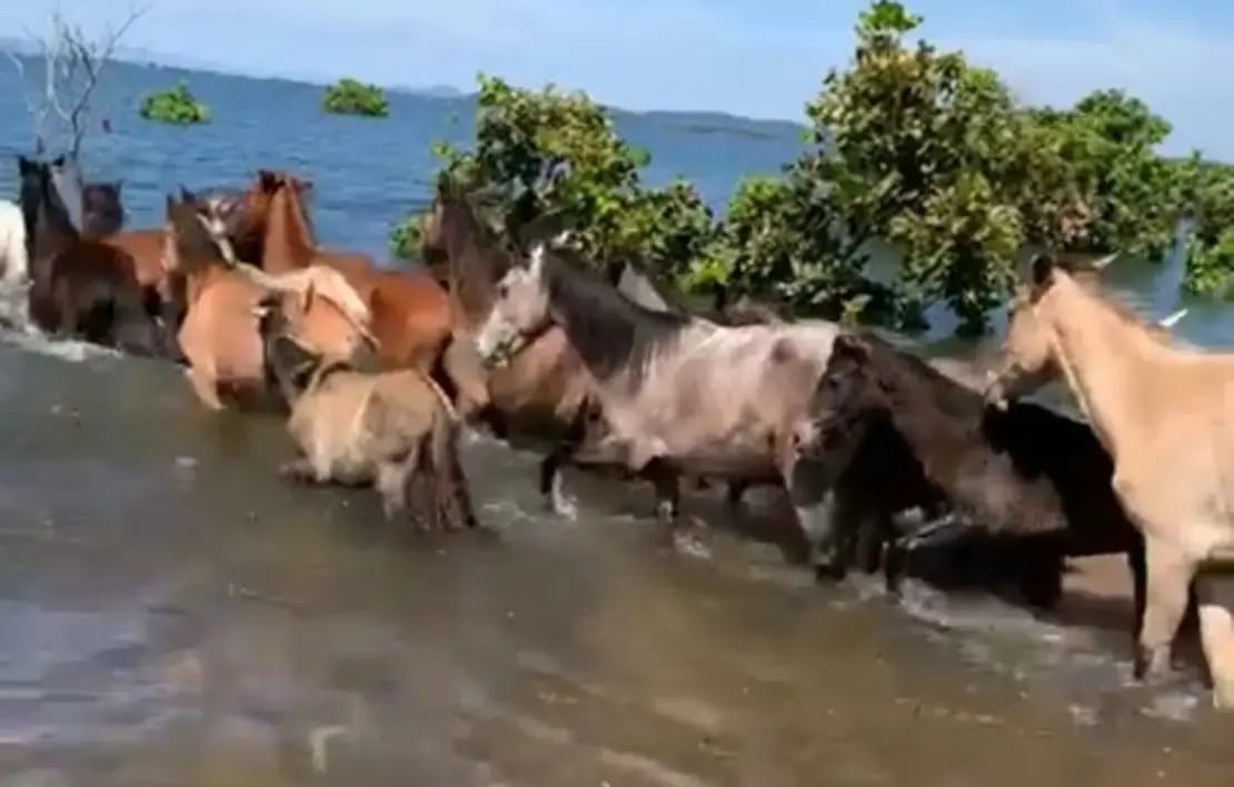 Quase 40 cavalos que estavam ilhados são resgatados em Niquelândia