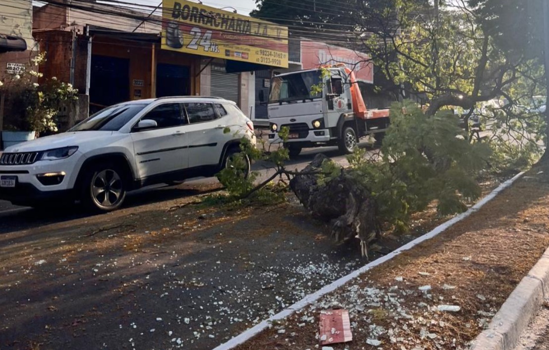 Queda de árvore bloqueia parte da Avenida T-2 e complica trânsito