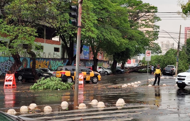 Queda de árvore bloqueia Rua 3 durante chuva forte em Goiânia