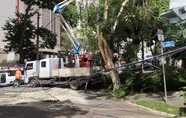 Queda de árvore interdita trecho da Av. Portugal com a Alameda das Rosas