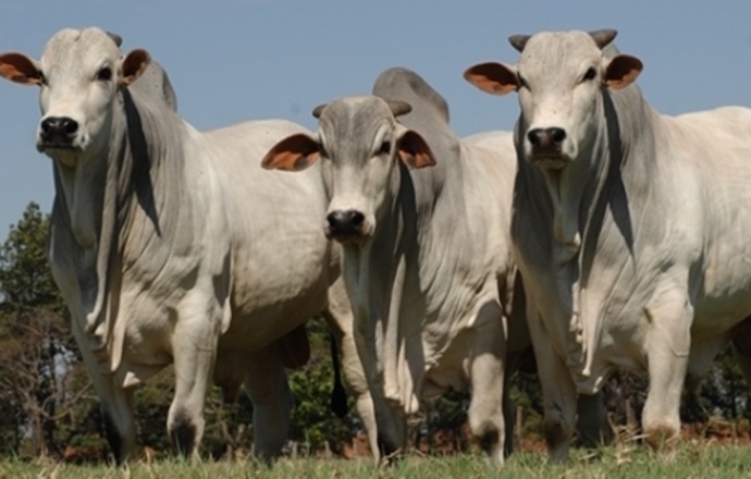 Rebanho bovino goiano bate novo recorde e chega a 24,4 milhões de cabeças