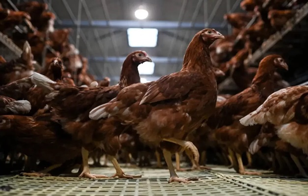 Risco de gripe aviária faz Ministério restringir eventos com concentração de aves