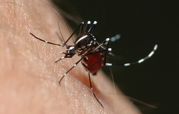 Sábado é Dia D da campanha nacional contra dengue e chikungunya