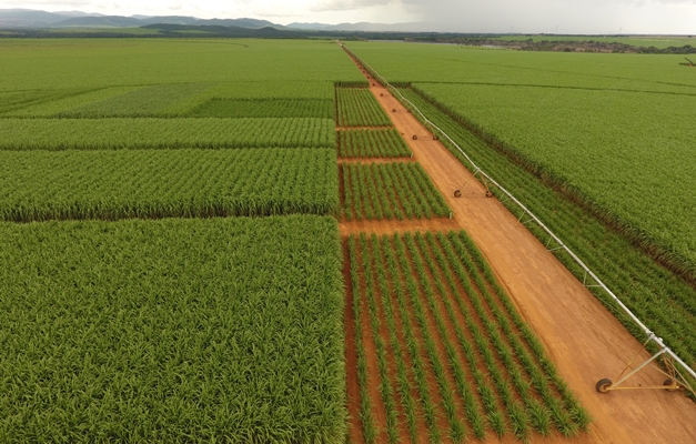Safra 2018/19 de cana-de-açúcar em Goiás sinaliza cenário positivo