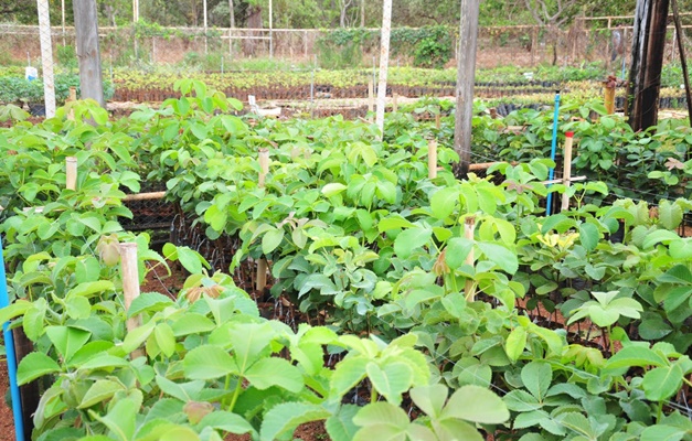 Saiba como solicitar mudas de pequi sem espinhos em Goiás