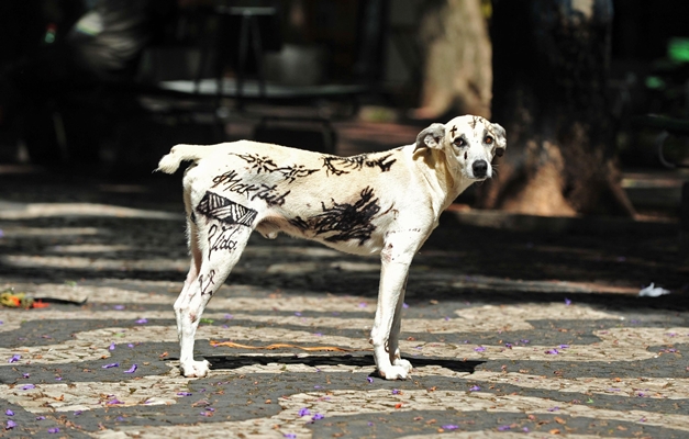 Sancionada lei em Goiânia que proíbe tatuar e colocar piercing em animais