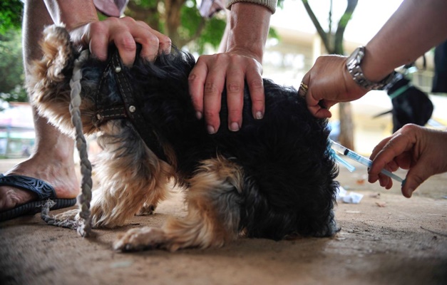 São Paulo registra primeiro caso de raiva canina em 40 anos