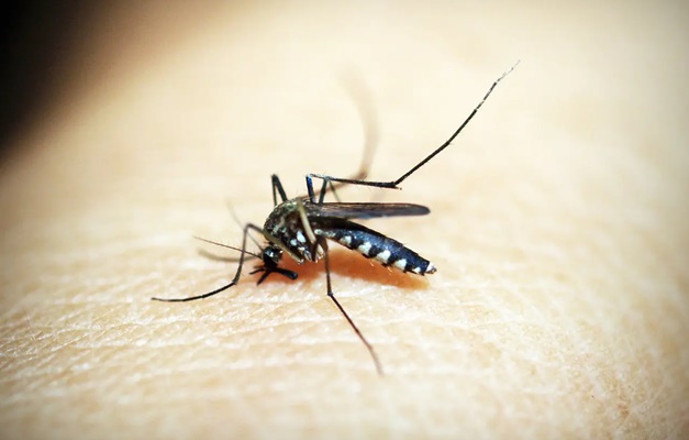 Saúde de Goiás confirma segunda morte por dengue em 2024