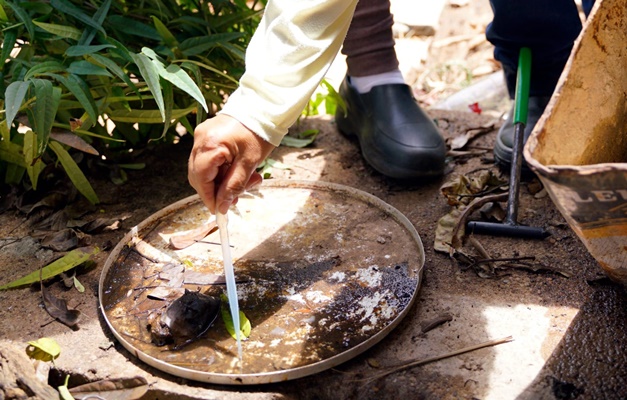 Saúde reforça combate à dengue e alerta para ameaça de epidemia em Goiás