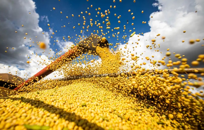 Seca deve causar redução de até 23% na produção da soja em Goiás 