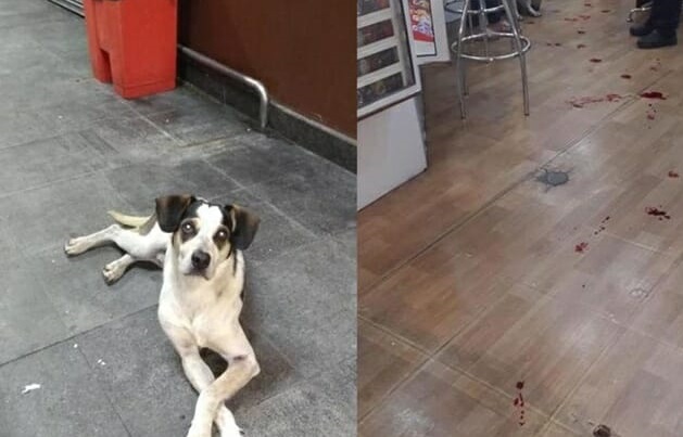 Segurança do Carrefour pode responder ação criminal por matar cão