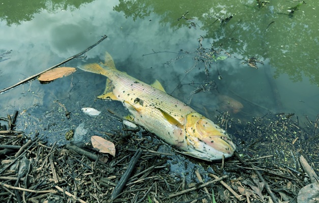 Semad investiga morte de peixes no Córrego Fazendinha em Trindade