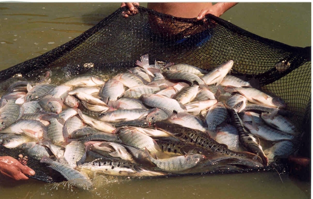 Semas oferece curso gratuito de piscicultura em Goiânia