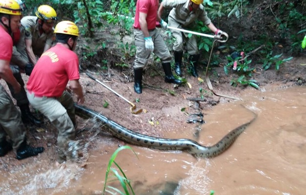 Sucuri de seis metros é capturada em condomínio residencial de Caldas Novas