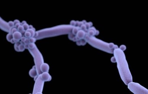 Superfungo: quais são os riscos de surtos de Candida auris no Brasil?